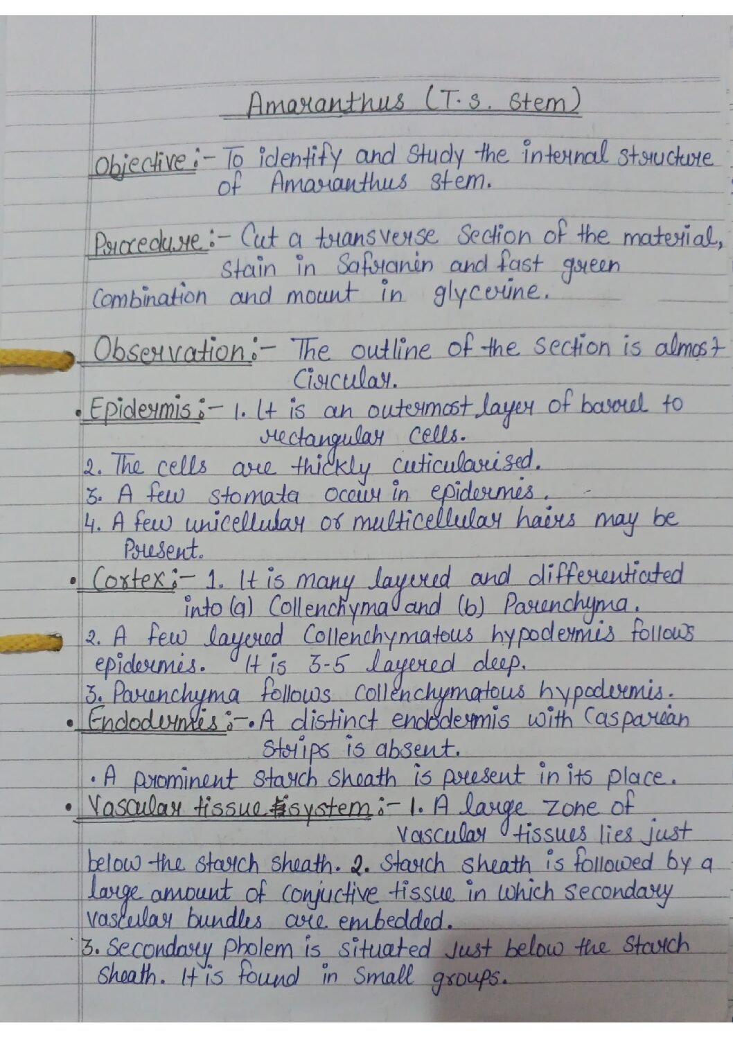 Internal Structure of Stems and Roots (Various Plants)