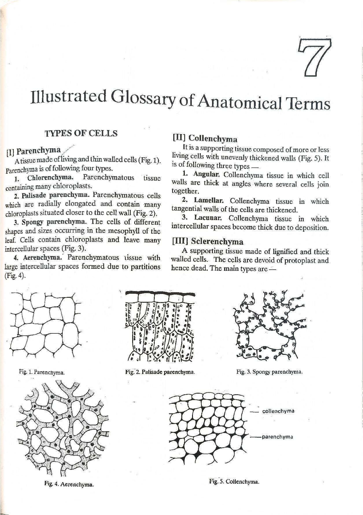 Illustrated Glossary of Anatomical Terms – Cell Types, Tissues, and Vascular Systems